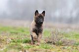 MALINOIS 895